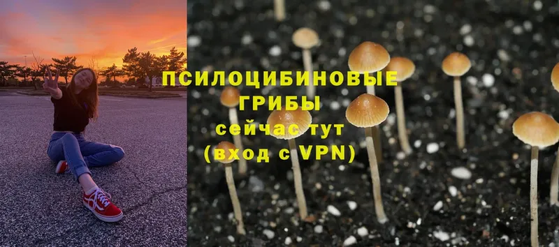 Галлюциногенные грибы Cubensis  ОМГ ОМГ ССЫЛКА  Ужур 